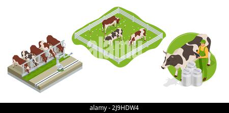 Isometric brown and white cows in a grassy field on a bright and sunny day. Dairy cattle. Cow Farm Stock Vector