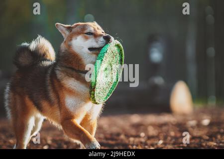 Shiba Inu plays on the dog playground in the park. Stock Photo