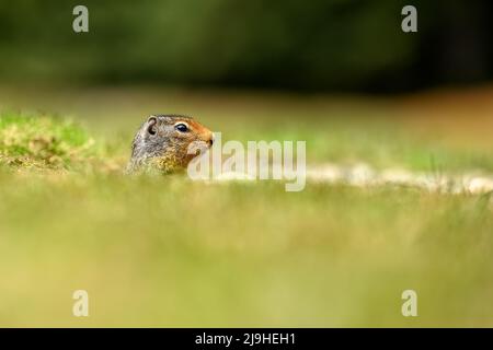 At the first ray of spring sunlight, a Columbian ground squirrel (Urocitellus columbianus) in E. C. Manning park, British Columbia, Canada looking out Stock Photo