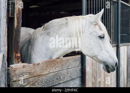 White horse looking out from stable window Stock Photo