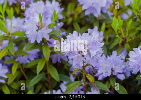 Violet rhododendron impeditum - close up Stock Photo