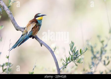 The bee eaters, merops apiaster  on an olive tree Stock Photo