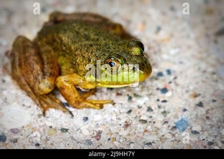 A green frog sits on the pavement of a garden patio. Stock Photo