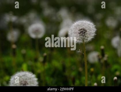 Organic dandelion close-up devil feather Stock Photo