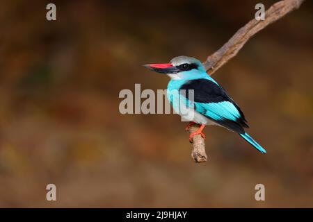 An adult Blue-breasted Kingfisher (Halcyon malimbica torquata) perched by a river in Senegal, West Africa Stock Photo