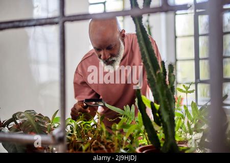 Bald man examining plant through magnifying glass at home Stock Photo