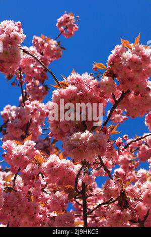 Close-up image of cherry tree blossom Stock Photo - Alamy