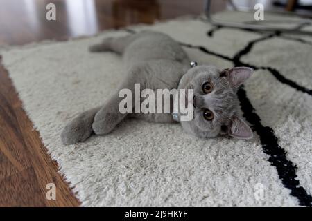 British shorthair cat lying on carpet at home Stock Photo