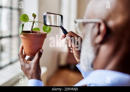 Scientist examining plant with magnifying glass at home Stock Photo