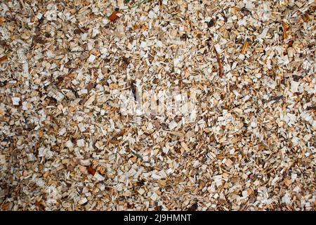 Close-up of a layer of sawdust from freshly sawn trees. Wood sawing waste used for heating. Stock Photo