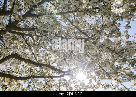 Sun shining through white branches of blossoming cherry tree Stock Photo