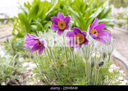 Pulsatilla patens is a species of flowering plant in the family Ranunculaceae, native to Europe, Russia, Mongolia, and China. Stock Photo