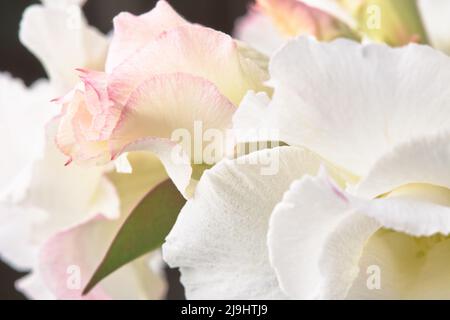 Light beige and pink petals of desert rose, soft cream flowers background. Stock Photo