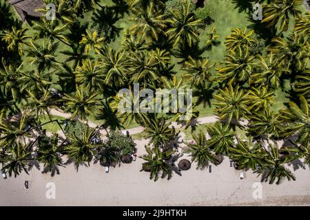 Mauritius, Black River, Flic-en-Flac, Helicopter view of palm trees on African beach Stock Photo