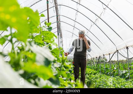 Farmer talking on mobile phone and examining vegetables in greenhouse Stock Photo