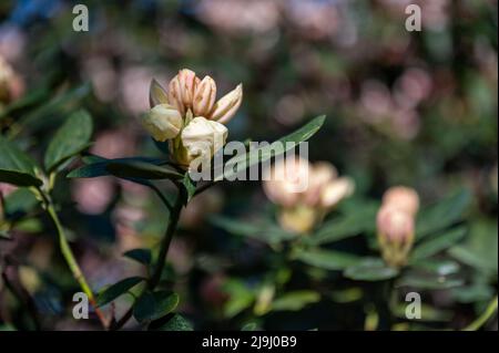 Rhododendron blooming in the Rhododenron valley at Åbackarna, the city park along Motala river in Norrkoping, Sweden Stock Photo