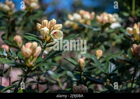 Rhododendron blooming in the Rhododenron valley at Åbackarna, the city park along Motala river in Norrkoping, Sweden Stock Photo