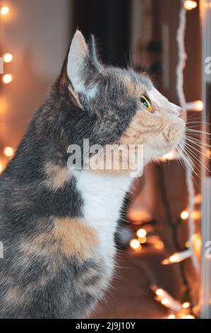 Cute calico cat staring outside window from indoors Stock Photo