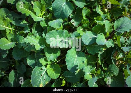 'Baby Brassica' patch: mix of seeds (cabbage, brussel sprouts, kale, brocolli) packed tight to grow only to palm-sized for all-winter salad greens. Stock Photo