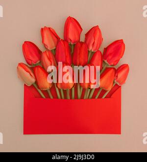 delicate bouquet of bright red tulips in a red envelope on a pastel background Stock Photo