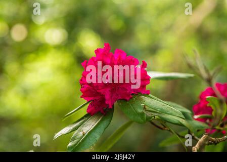 blooming red buds of rhododendron in the spring garden Stock Photo