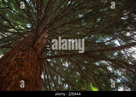 View from the bottom up on to sequoia branches. Huge sequoia Stock Photo