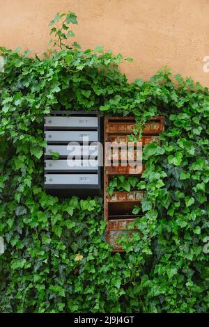 Old and new Post boxes on the wall overgrown with ivy. mailboxes locker postal. Many locker post boxes or postbox for information and letter. Stock Photo