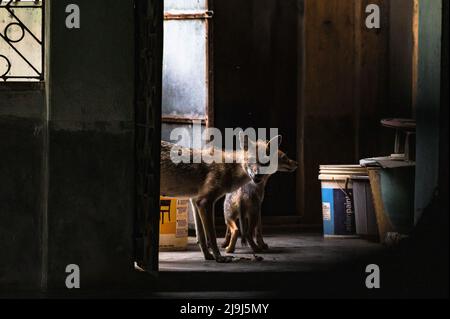 Tehatta, West Bengal, India. 21st May, 2022. A wild golden jackals (Canis aureus) mother and her cub entered a house for food at noon. The baby was curiously sniffing all things beside him trying to enter the room of the house and her mother immediately roared and warned her. This photo was taken ahead of the International Day for Biological Diversity 2022 at Tehatta. The golden jackal (Canis aureus) is a wolf-like canid that is native to Eastern Europe, Southwest Asia, South Asia, and regions of Southeast Asia. (Credit Image: © Soumyabrata Roy/Pacific Press via ZUMA Press Wire) Stock Photo