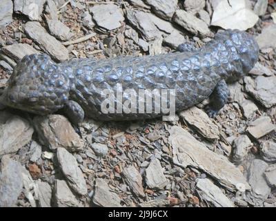 Shingleback Skink Lizard : Tiliqua rugosa, most commonly known as the shingleback lizard or bobtail lizard. It is commonly known as the shingleback or Stock Photo