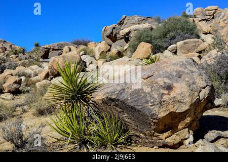 The unique Joshua Tree National Park, dotted with cacti & Joshua trees, among rock formations from eruptions & erosion, in the Mojave desert, CA Stock Photo
