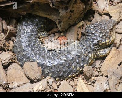 Shingleback Skink Lizard : Tiliqua rugosa, most commonly known as the shingleback lizard or bobtail lizard. It is commonly known as the shingleback or Stock Photo