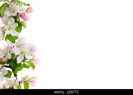 Branch of beautiful spring blossom apple tree on white background. Stock Photo