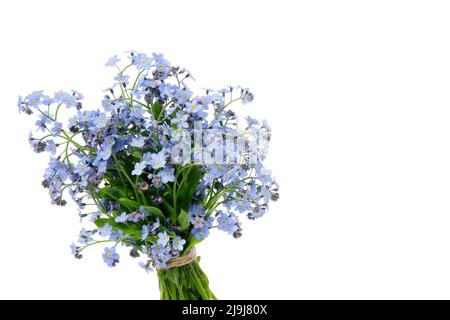 Bouquet of wild forget me not flowers. Bunch of blossom forget-me-not, myosotis flowers on white background. Stock Photo