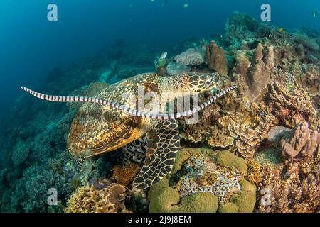 Venomous banded yellowlip sea snake, Laticauda colubrina, also known as a sea krait, passes over a critically endangered hawksbill turtle, Eretmochely Stock Photo