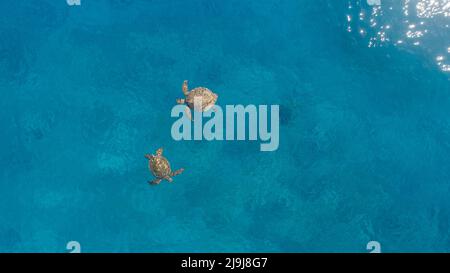 An aerial view of two green sea turtles, Chelonia mydas, an endangered species, on the surface for a breath, Hawaii. Stock Photo