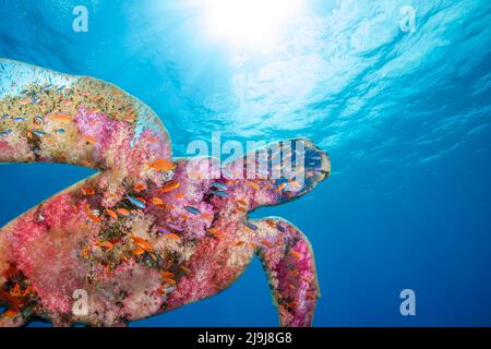 Two images, one of a sea turtle swimming in midwater and another of a soft coral and fish were combined for this art piece. Stock Photo