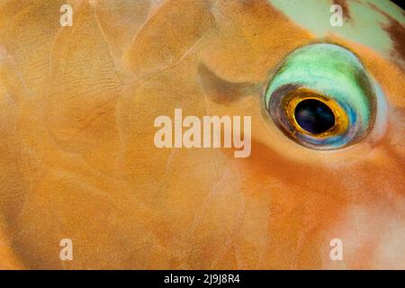 This close view of the eye and scale detail of a Pacific longnose parrotfish, Hipposcarus longiceps, was taken at night on a Fijian reef while it was Stock Photo