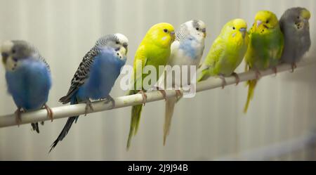 Colorful domesticated budgerigars on perch in bird cage Stock Photo