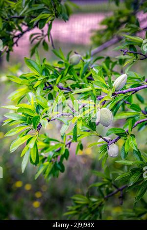 Green almonds growing on a tree in spring in the South of France Stock Photo