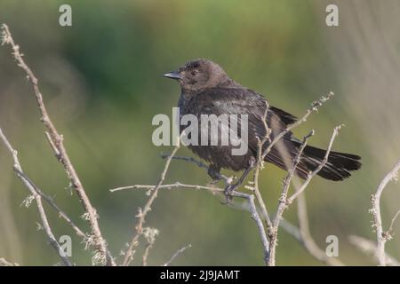 A female Brewer's blackbird (Euphagus cyanocephalus) perches on bushes in Point Reyes National Park, California. Stock Photo