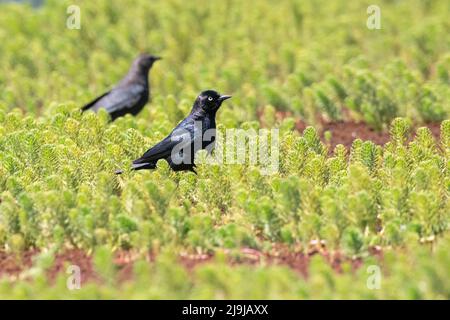 A male and female Brewer's blackbird (Euphagus cyanocephalus) perch on marsh vegetation in Point Reyes National Park, California. Stock Photo