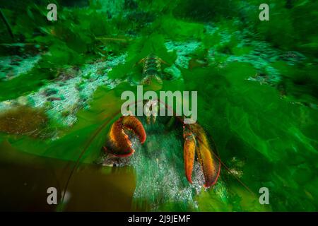 American lobster hiding under sea Lettuce in the St. Lawrence River in Canada. Stock Photo