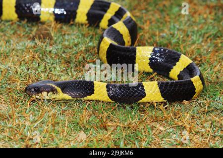 The banded krait is a species of elapid snake found on the Indian ...