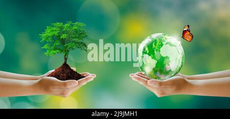 Hand holding tree and world crystal glass. Butterfly on Sunny green grass bokeh background. Save clean planet, Save world and environment, Ecology. Stock Photo