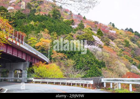 The old Tokaido road Leading Through Hakone town in Kanagawa prefecture, Japan. Stock Photo