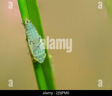Siphanta acuta (also known as Fish Moth) is a plant-feeding insect in the family Flatidae; this species of planthopper is found in various parts of th Stock Photo