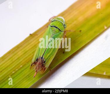 Siphanta acuta (also known as Fish Moth) is a plant-feeding insect in the family Flatidae Stock Photo