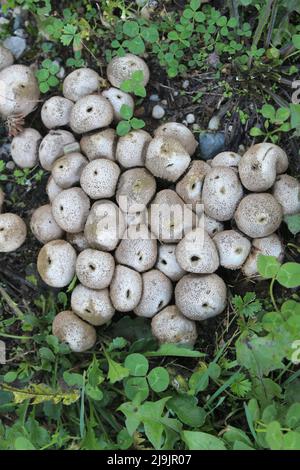 Puffballs Growing Wild in the Yard Stock Photo