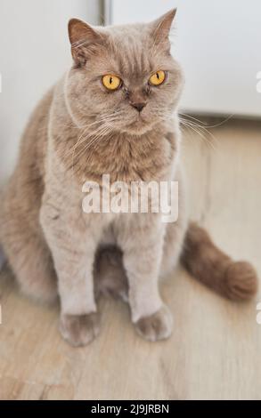British lilac cat with yellow eyes sits on wooden floor Stock Photo