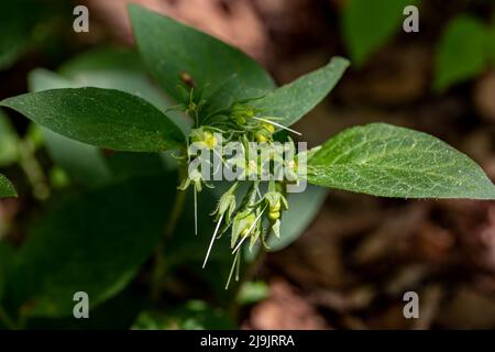 Symphytum tuberosum flower in meadow Stock Photo